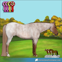 Horse Color:Red Roan Rabicano 