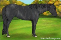 Horse Color:Black  Brindle