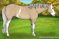 Horse Color:White Spotted Silver Bay Dun Splash 