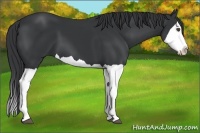 Horse Color:Black Splash