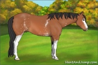 Horse Color:White Spotted Bay 