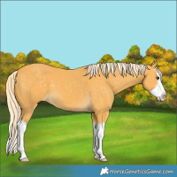 Horse Color:White Spotted Palomino Splash