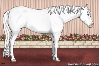 Horse Color:Silver Classic Champagne Sabino 