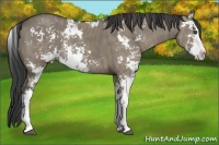 Horse Color:Smoky Grullo Sabino Rabicano  Brindle