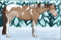Horse Color:Classic Champagne Sabino Tobiano  Brindle