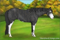 Horse Color:Black Sabino  Brindle