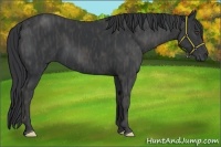 Horse Color:Black  Brindle