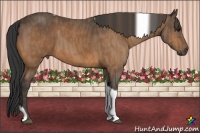 Horse Color:Buckskin Sabino Tobiano  Brindle