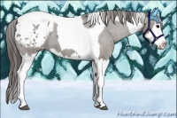 Horse Color:Grullo Sabino Splash Tobiano Blanket Brindle