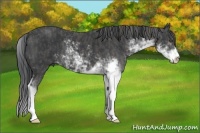 Horse Color:Black Sabino Brindle