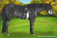 Horse Color:Black Sabino Brindle