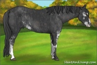 Horse Color:Black Sabino Frame  Brindle
