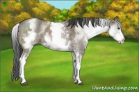 Horse Color:White Spotted Grullo Brindle