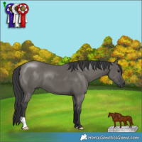 Horse Color:Grullo  Brindle