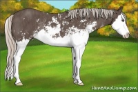 Horse Color:Silver Black Sabino Splash Rabicano Brindle