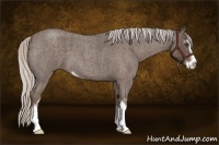 Horse Color:Silver Blue Roan Sabino  Brindle