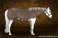 Horse Color:Silver Black Sabino Splash  Brindle