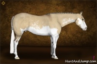 Horse Color:Silver Bay Dun Sabino Splash Frame  Brindle