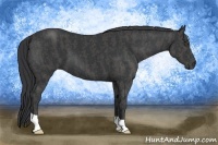Horse Color:Black  Brindle