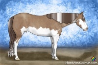 Horse Color:Classic Champagne Sabino Splash Frame  Brindle