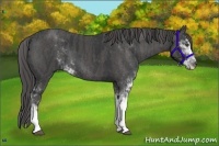 Horse Color:Black Sabino Brindle