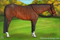 Horse Color:Bay  Brindle