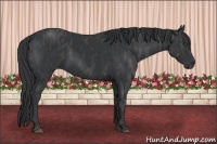 Horse Color:Black  Brindle