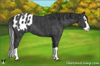 Horse Color:Black Splash Appaloosa  Brindle