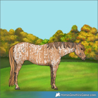 Horse Color:Black Near Leopard  Brindle