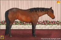 Horse Color:Bay  Brindle