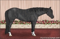 Horse Color:Black  Brindle