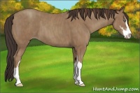 Horse Color:Classic Champagne Sabino  Brindle