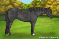 Horse Color:Black  Brindle