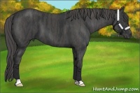 Horse Color:Black  Brindle