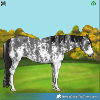 Horse Color:Gray Black Sabino  Brindle