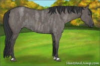 Horse Color:Grullo Roan Brindle