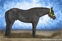 Horse Color:Black  Brindle