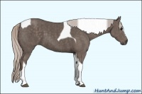 Horse Color:Silver Black Sabino Tobiano Brindle