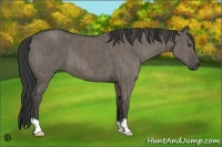Horse Color:Grullo  Brindle