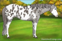 Horse Color:Grullo Sabino Splash Near Leopard Brindle