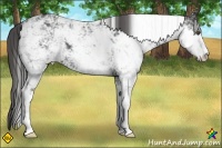 Horse Color:Black Sabino Frame Brindle