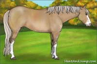 Horse Color:Silver Bay Dun Sabino