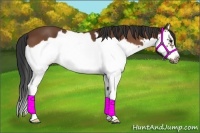 Horse Color:Bay Splash Frame