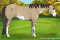 Horse Color:Classic Champagne Dun Sabino 