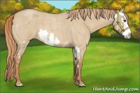Horse Color:Red Dun Roan Splash Frame