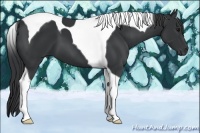 Horse Color:Black Tobiano 
