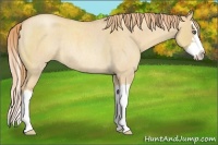 Horse Color:Gold Champagne Roan Dun Sabino Splash Rabicano