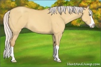 Horse Color:Silver Amber Champagne Dun Splash