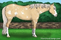Horse Color:White Spotted Silver Classic Champagne Dun Splash 