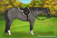 Horse Color:Grullo 